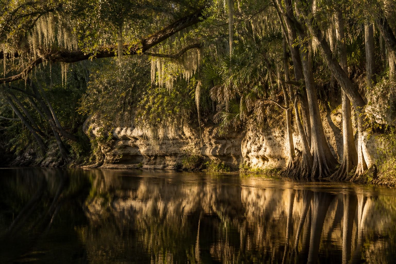Live oaks over dark water in North Florida